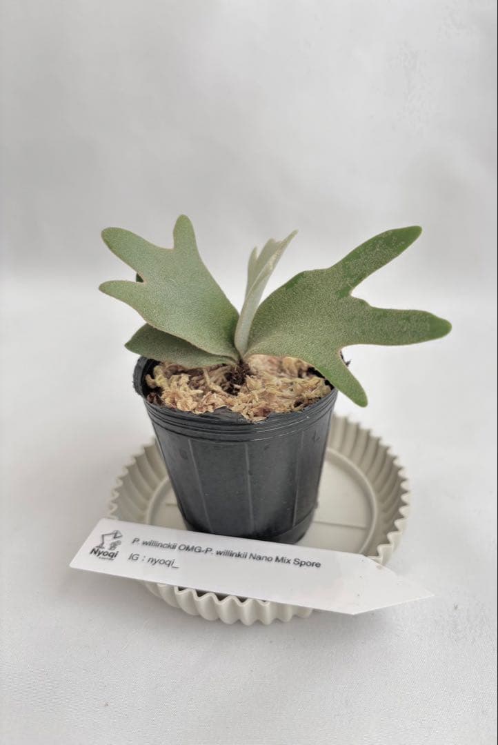 【メルカリ便】P. willinckii OMG × Nano spore【21