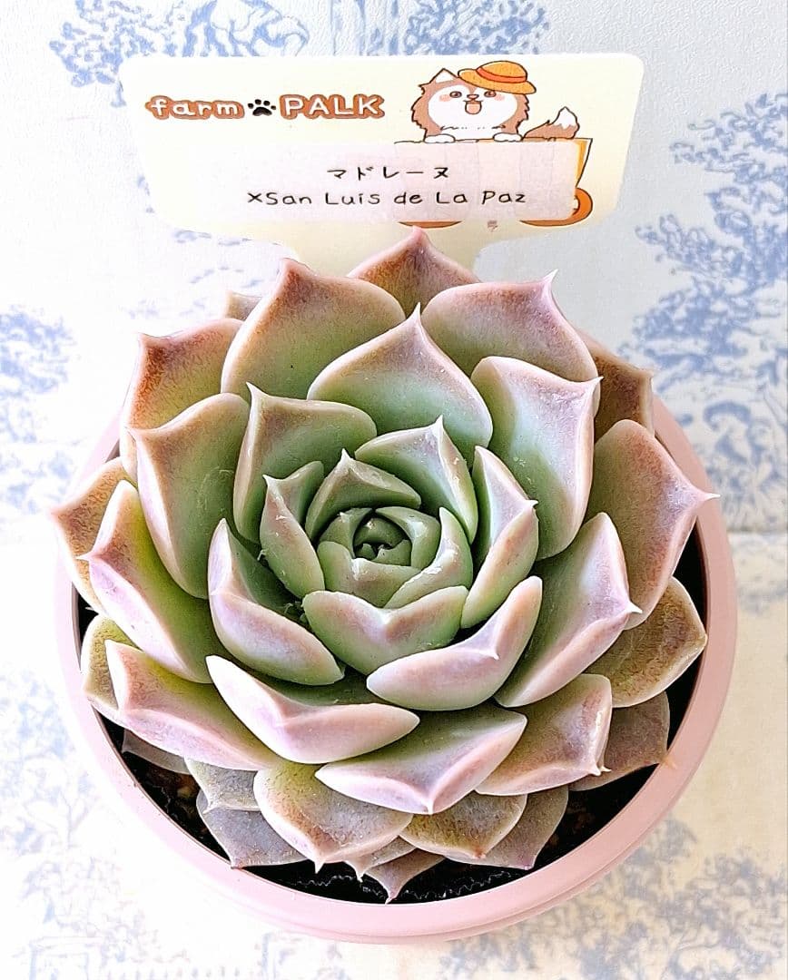 マドレーヌ×サンルイスデラパス札付きポットごとファームパルクさん苗