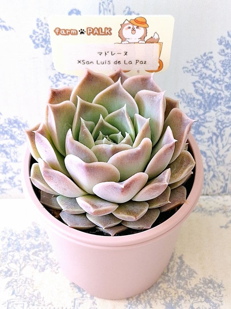 マドレーヌ×サンルイスデラパス札付きポットごとファームパルクさん苗