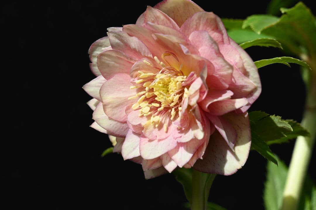 クリスマスローズ　多弁系ピンクグラデーションゴールド　加藤農園