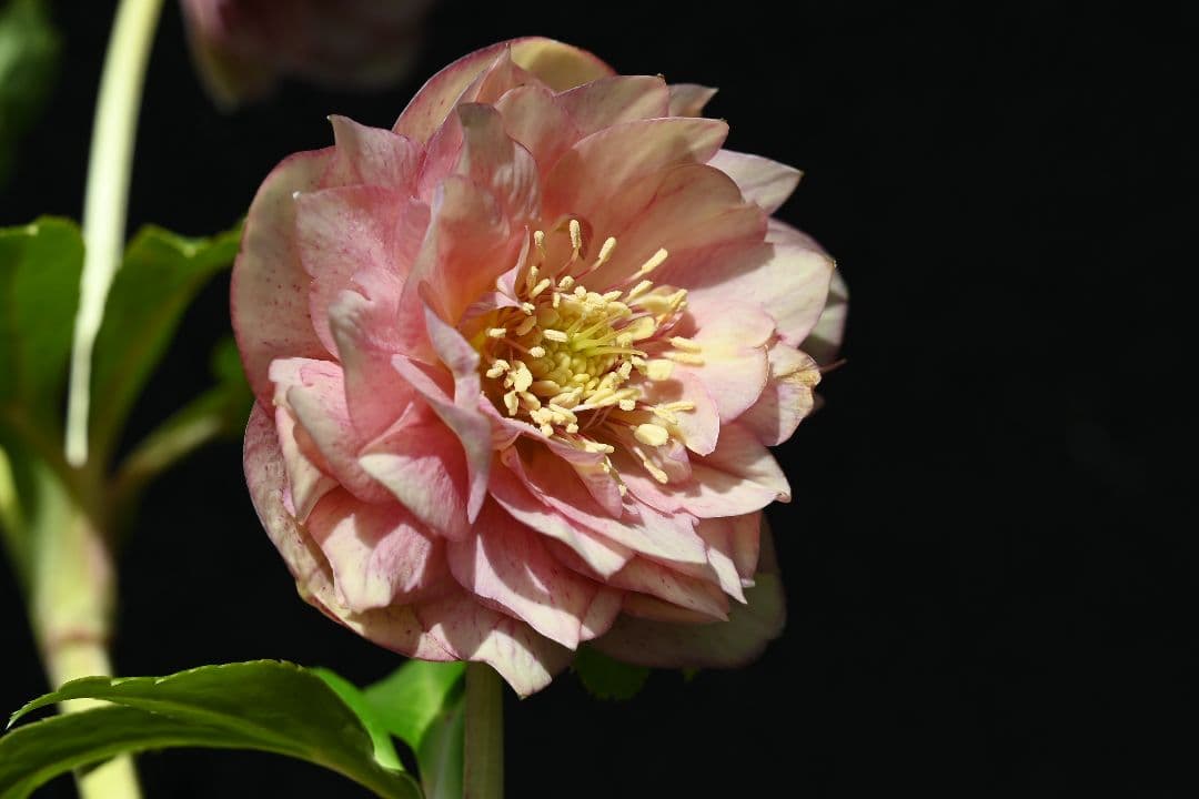 クリスマスローズ　多弁系ピンクグラデーションゴールド　加藤農園