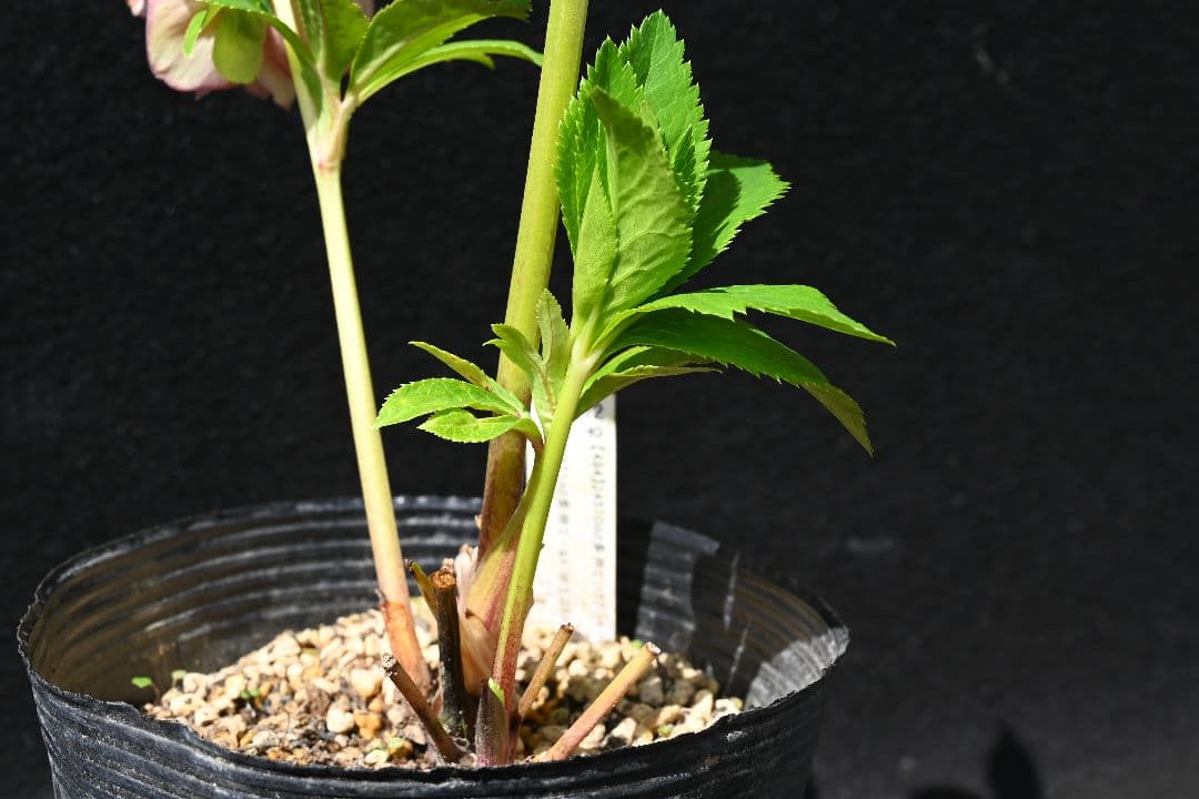 クリスマスローズ　多弁系ピンクグラデーションゴールド　加藤農園