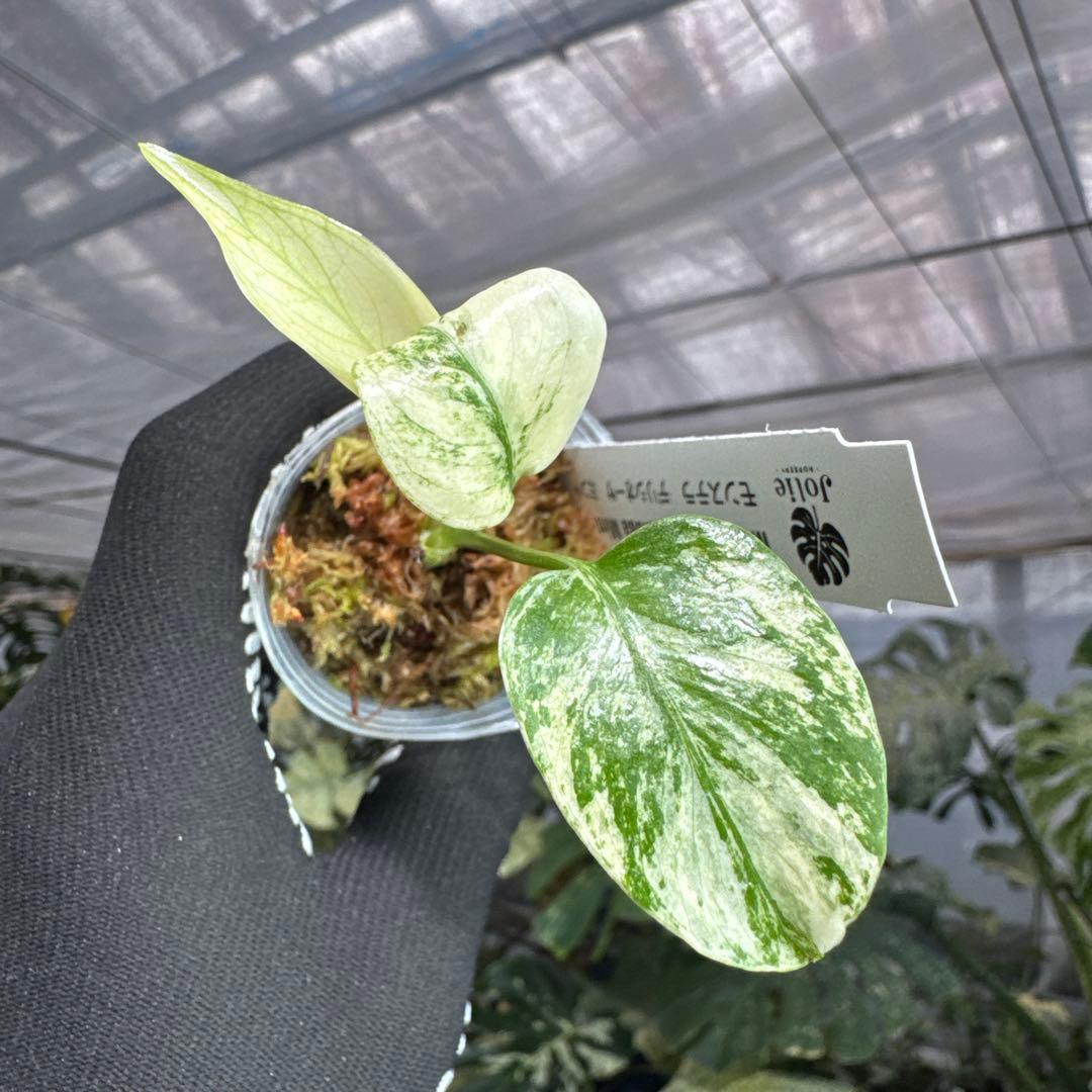 B10モンステラ　デリシオーサ　ミント斑入り　2寸ポリポット　ネコポス発送