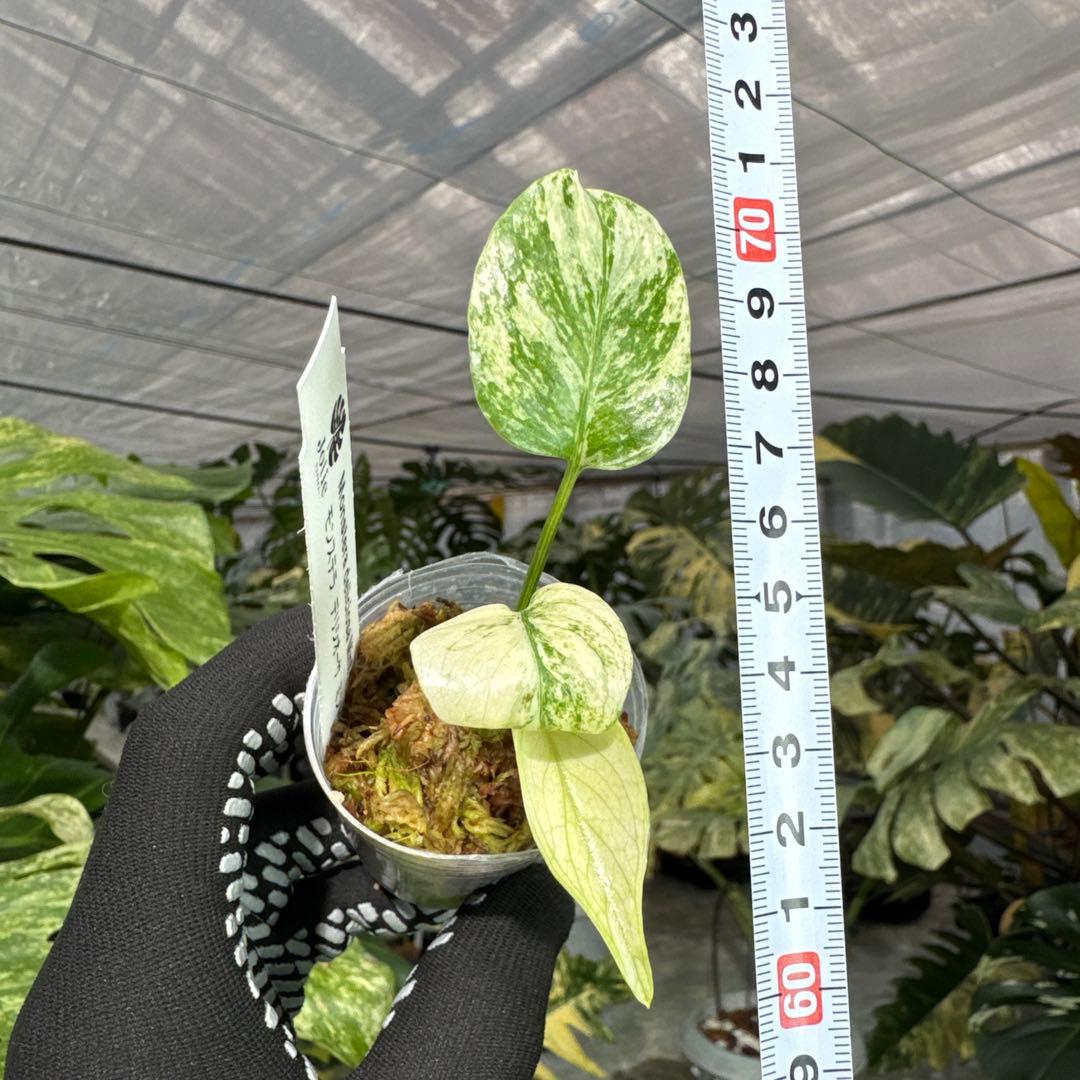 B10モンステラ　デリシオーサ　ミント斑入り　2寸ポリポット　ネコポス発送