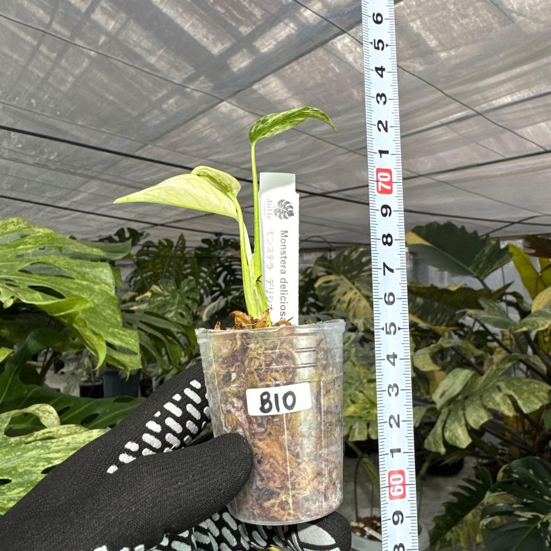 B10モンステラ　デリシオーサ　ミント斑入り　2寸ポリポット　ネコポス発送