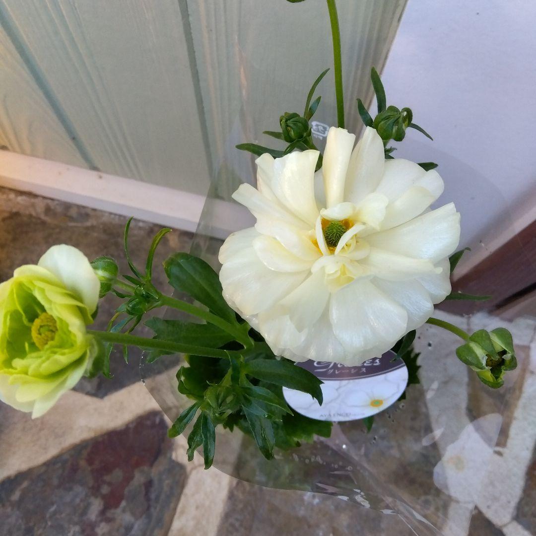 mogmogu！！2苗セット