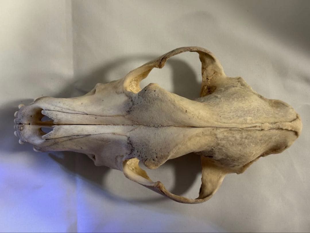 頭骨　頭蓋骨　スカル　標本　骨格標本　ベルジアンシェパード