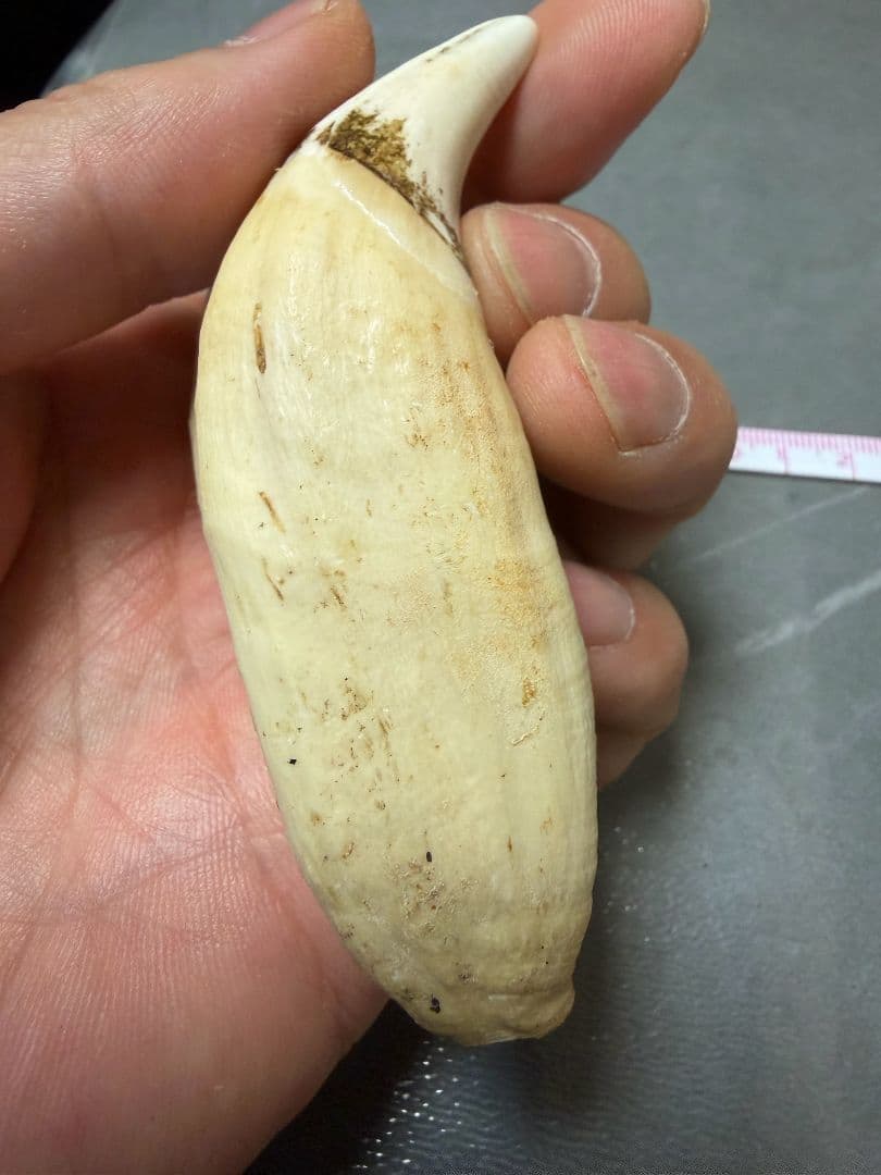 熊の牙