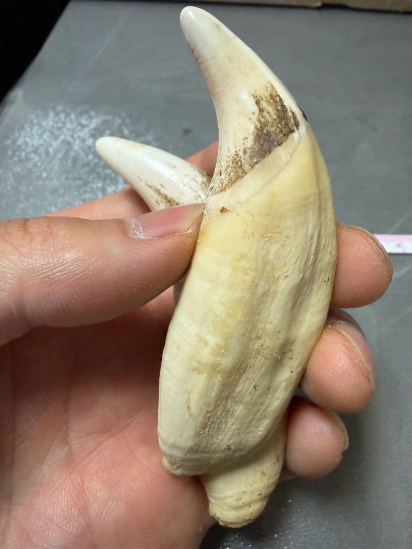 熊の牙