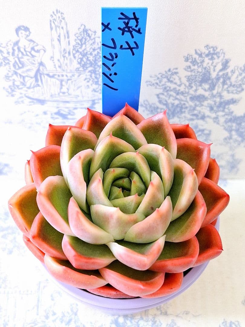 桜子×フランシノ札付きポットごとメルカリ便おらいさん苗青札