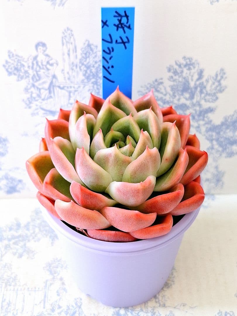 桜子×フランシノ札付きポットごとメルカリ便おらいさん苗青札