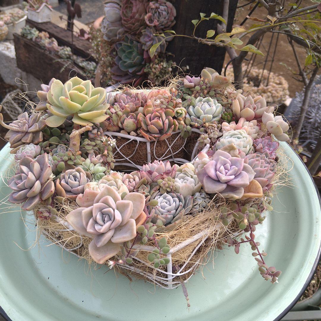 多肉植物寄せ植え　そのまま飾れる寄せ植え　ハート型リース寄せ　匿名発送