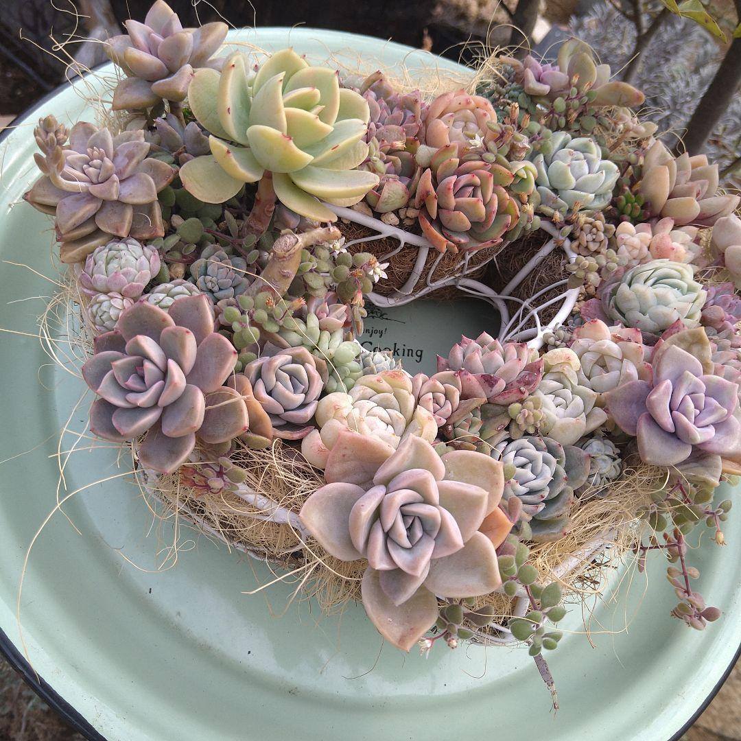 多肉植物寄せ植え　そのまま飾れる寄せ植え　ハート型リース寄せ　匿名発送