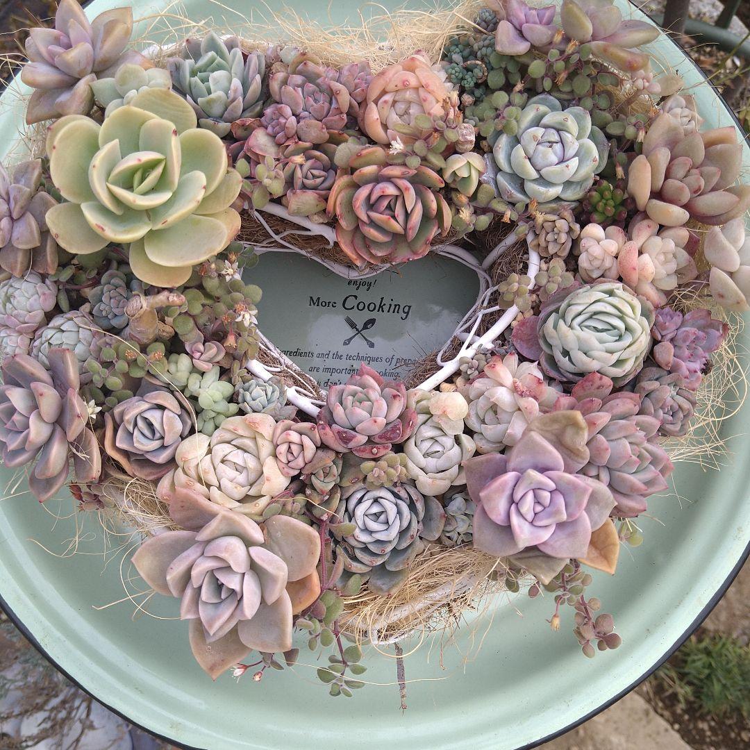 多肉植物寄せ植え　そのまま飾れる寄せ植え　ハート型リース寄せ　匿名発送