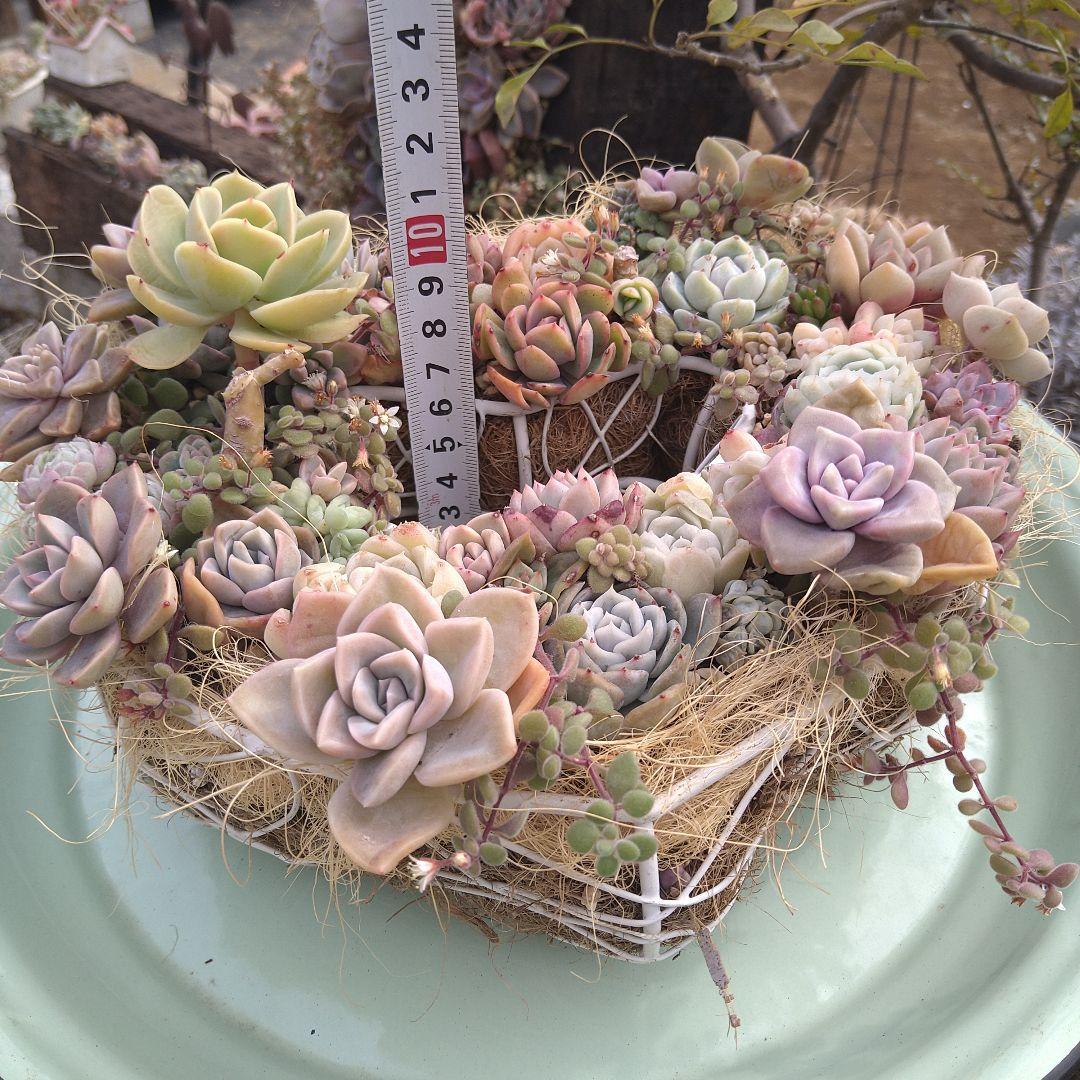 多肉植物寄せ植え　そのまま飾れる寄せ植え　ハート型リース寄せ　匿名発送