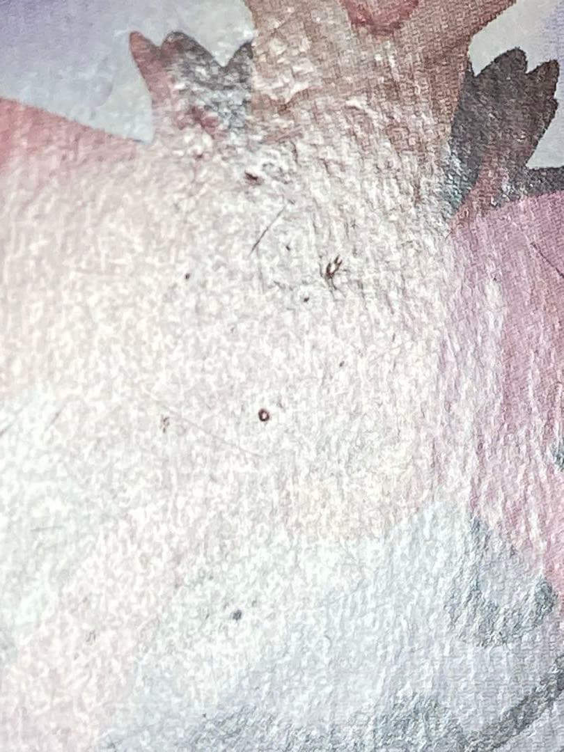 ワンピース　FiguartsZERO　ペローナ -スリラーバーク編-