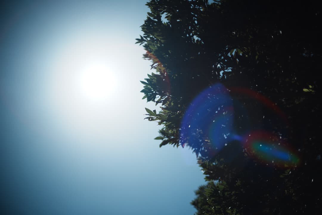 【整備＆テスト済】Canon FD 50mm F1.4 S.S.C 290