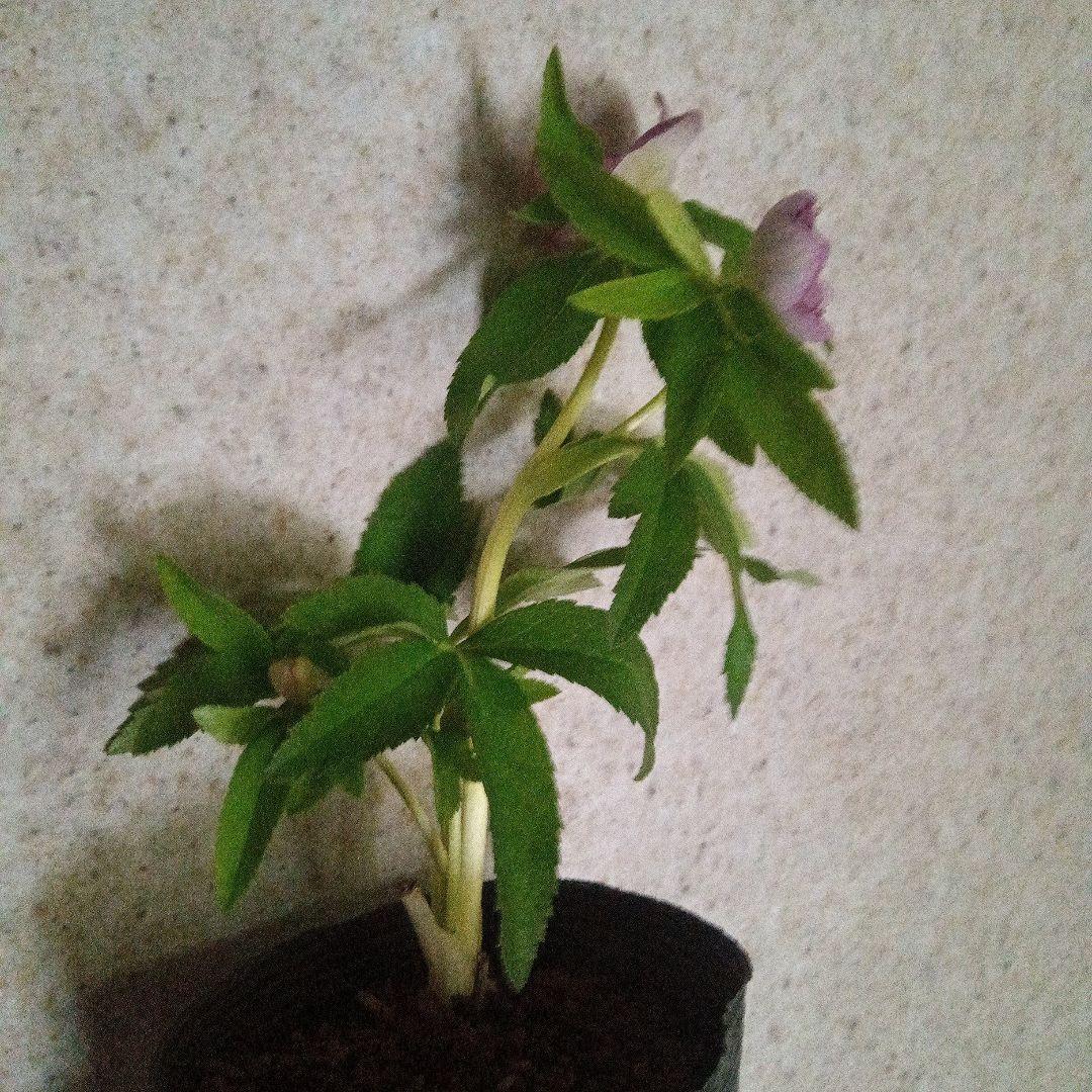 クリスマスローズ　レッドイルミリオン　株分け