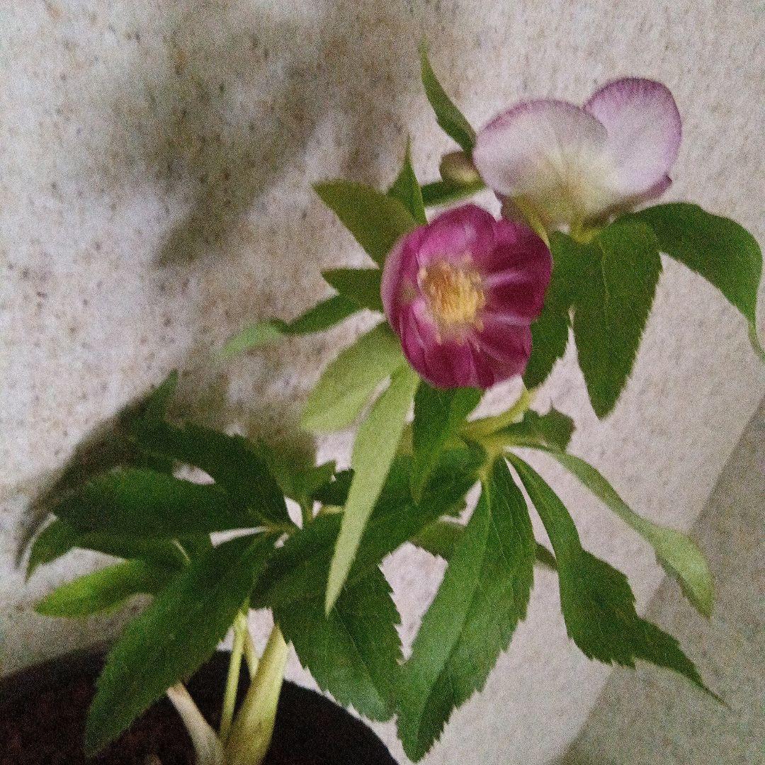 クリスマスローズ　レッドイルミリオン　株分け