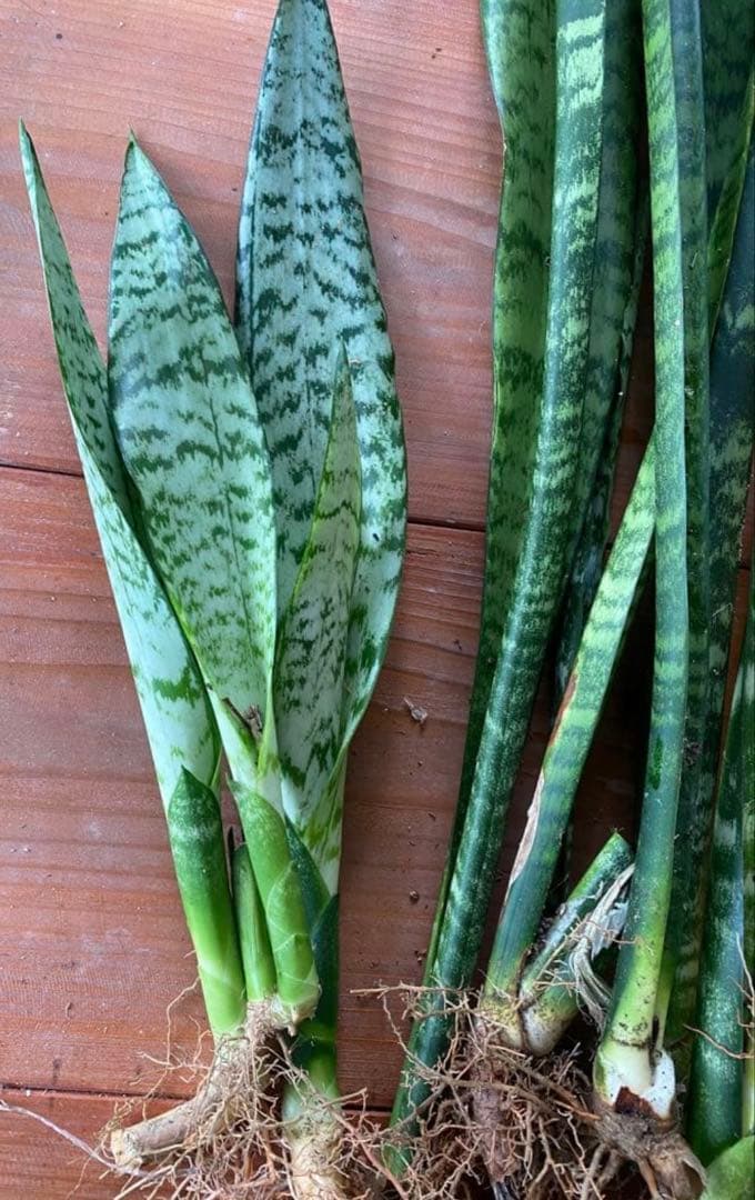 沖縄小浜島産サンスベリア最長120センチ前後と30センチ〜80センチ位