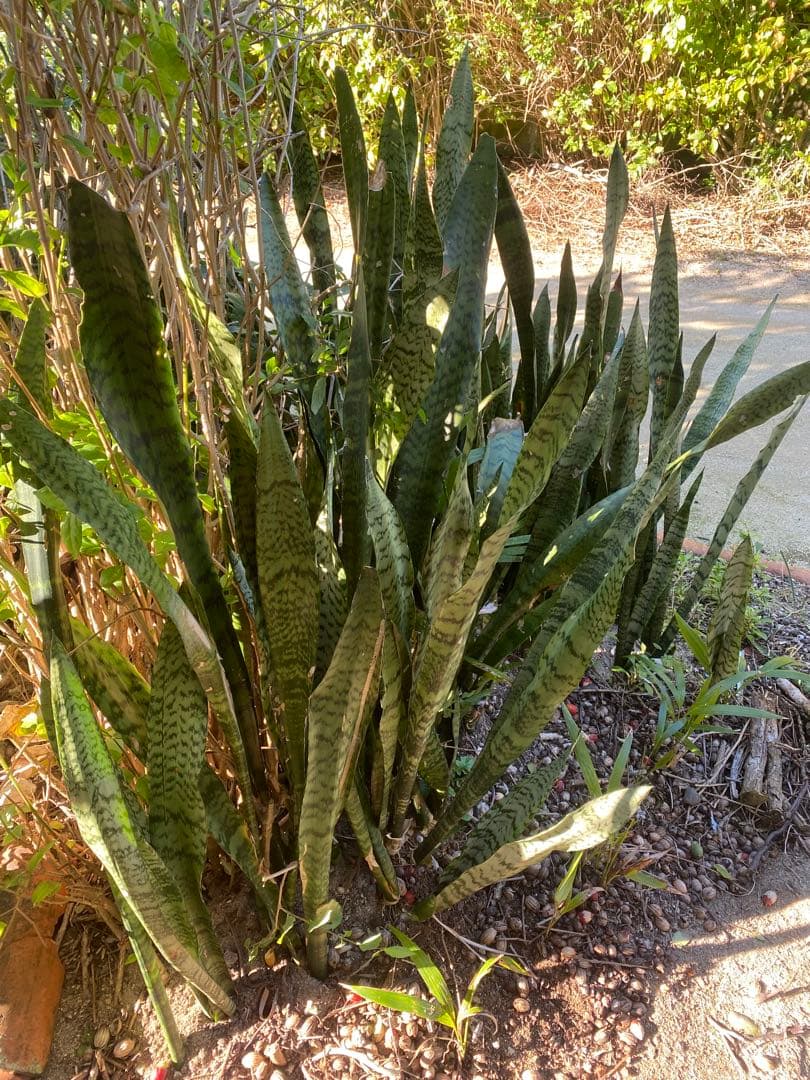 沖縄小浜島産サンスベリア最長120センチ前後と30センチ〜80センチ位