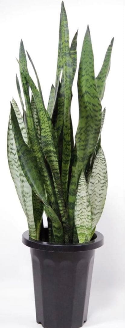 沖縄小浜島産サンスベリア最長120センチ前後と30センチ〜80センチ位