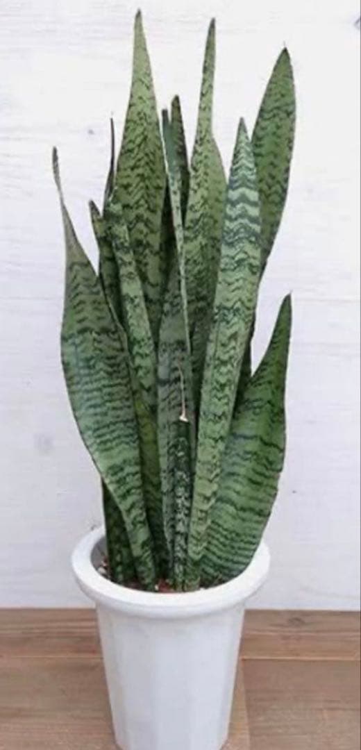 沖縄小浜島産サンスベリア最長120センチ前後と30センチ〜80センチ位