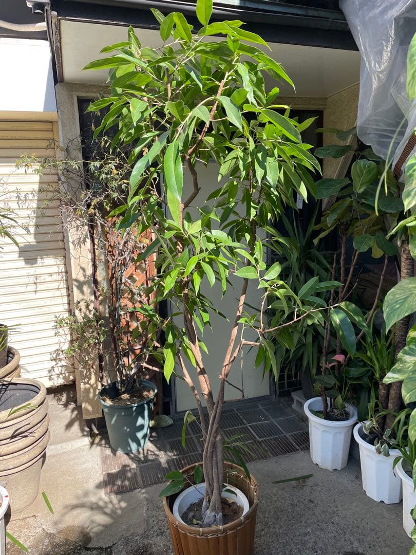 大型アムステルダムキング　美樹形　高さ220センチ 引取り歓迎　久喜市　配達可能