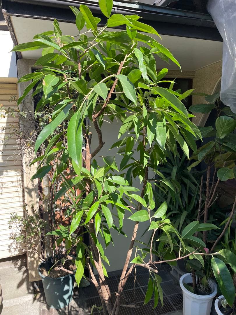 大型アムステルダムキング　美樹形　高さ220センチ 引取り歓迎　久喜市　配達可能