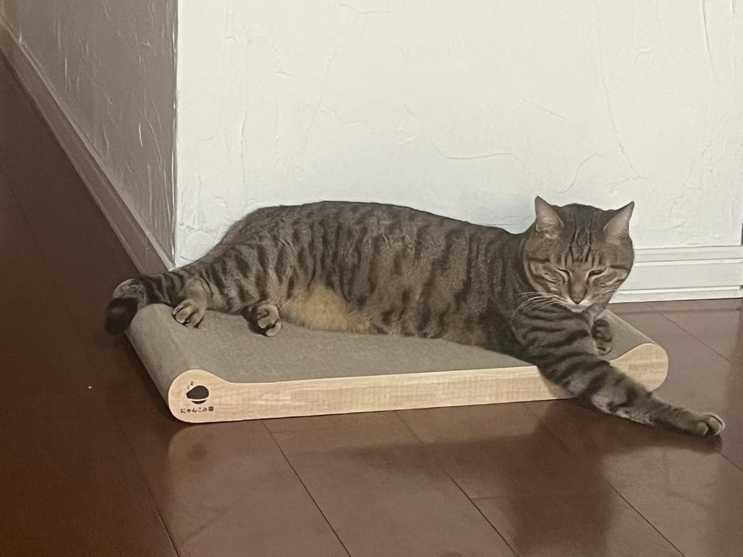 【とぎかすゼロ 1年使える高耐久】 猫 爪研ぎ ぽっちゃり猫OK 獣医師監修 p