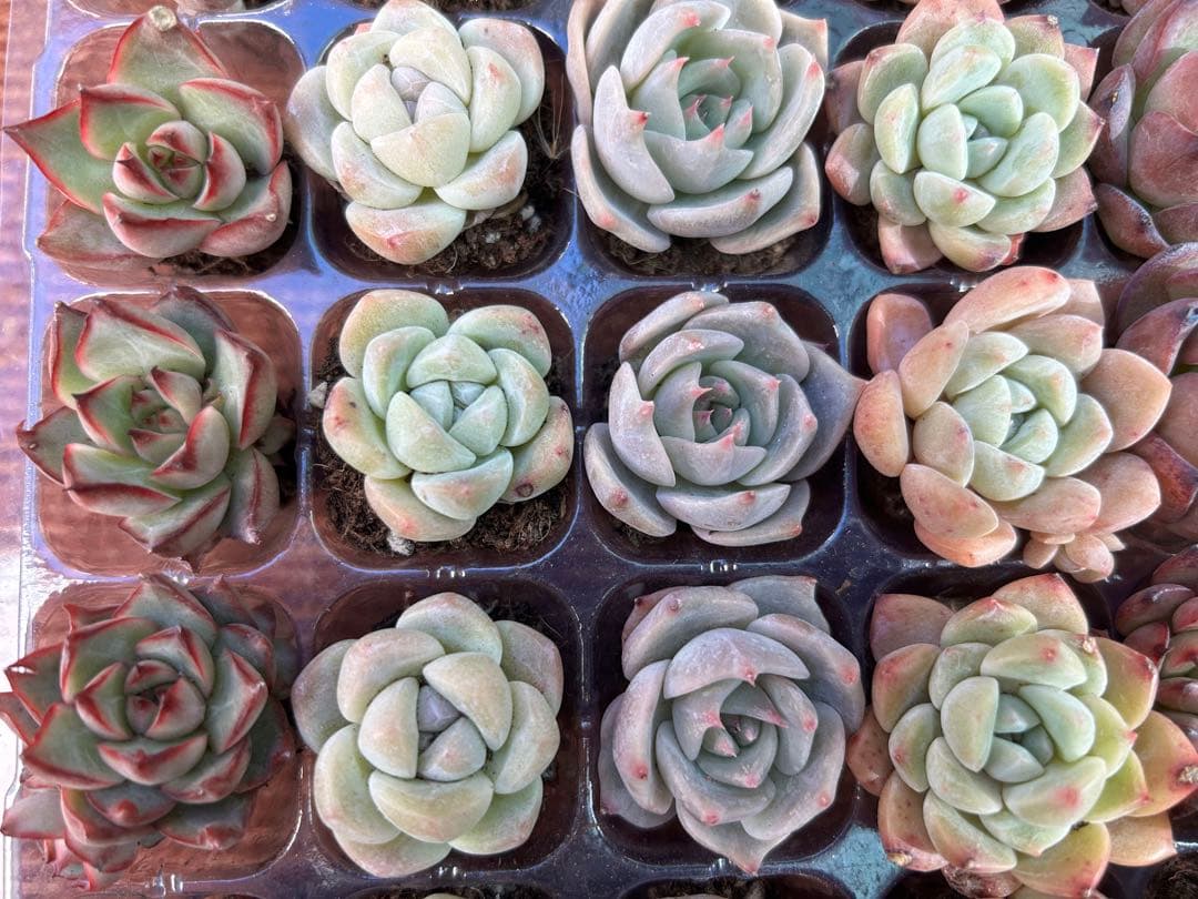 多肉植物 プラグ苗 10種類70個セット ⑩ エケベリア 韓国苗 【お手入れ済】