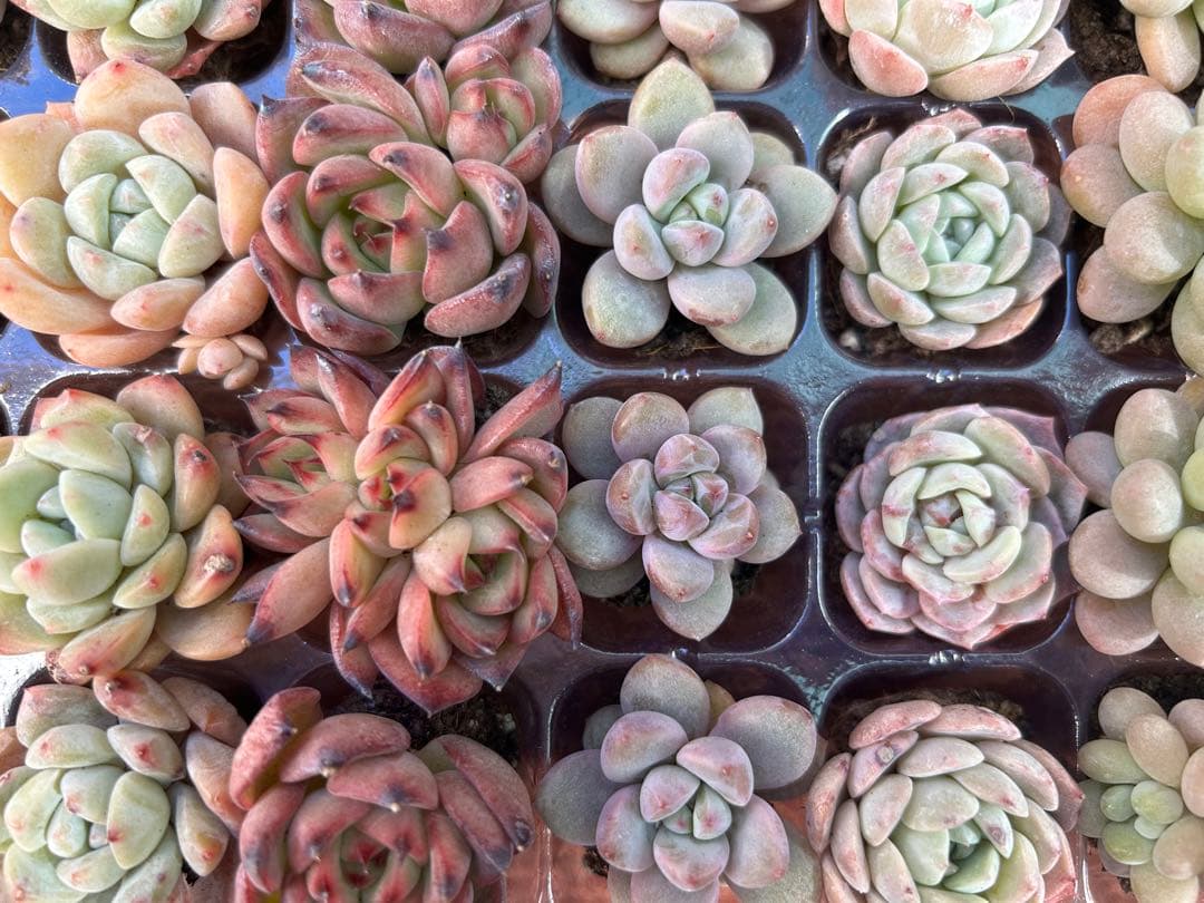 多肉植物 プラグ苗 10種類70個セット ⑩ エケベリア 韓国苗 【お手入れ済】