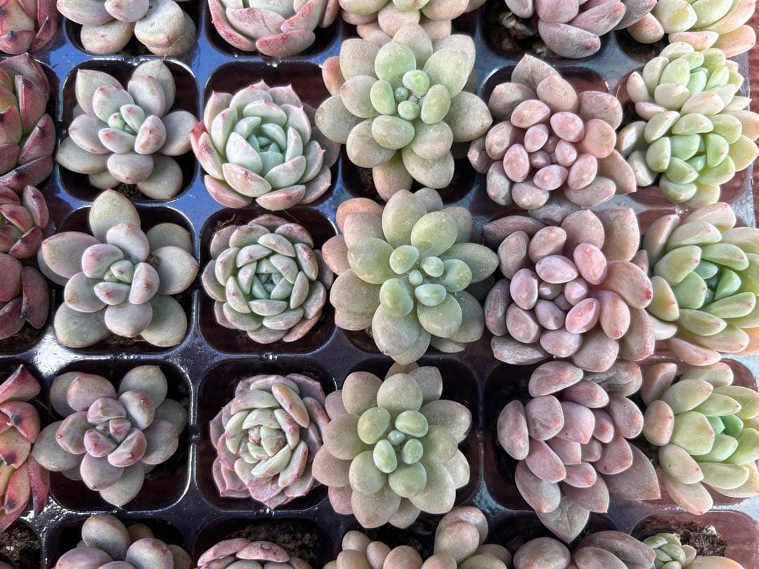 多肉植物 プラグ苗 10種類70個セット ⑩ エケベリア 韓国苗 【お手入れ済】