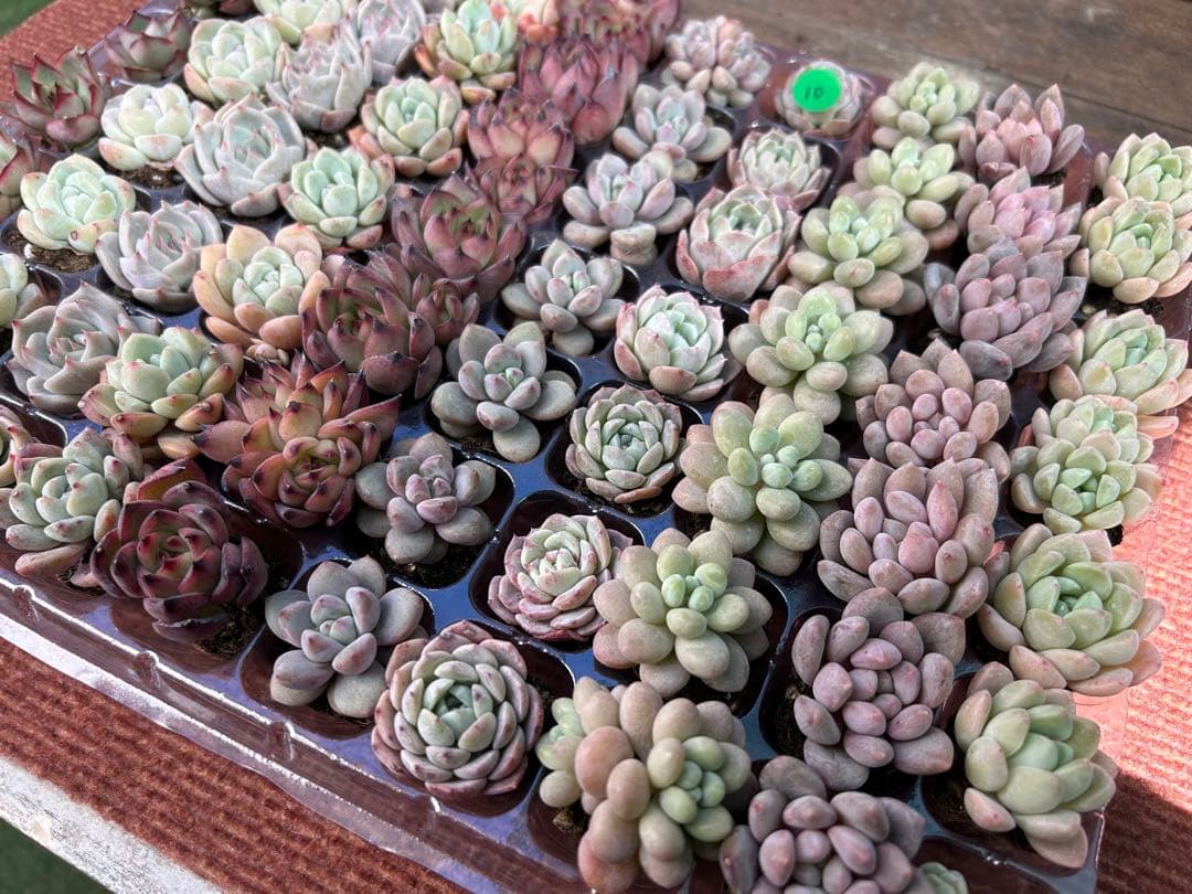 多肉植物 プラグ苗 10種類70個セット ⑩ エケベリア 韓国苗 【お手入れ済】