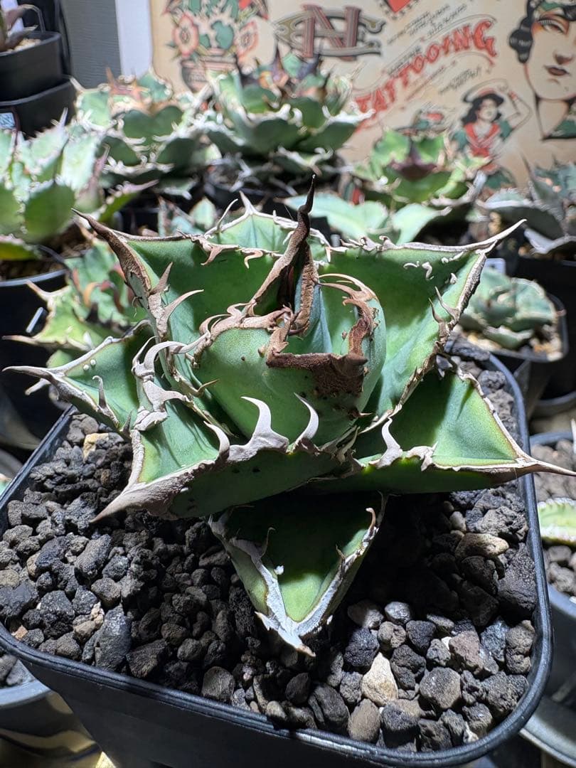 アガベチタノタ　星空　cho産　中株