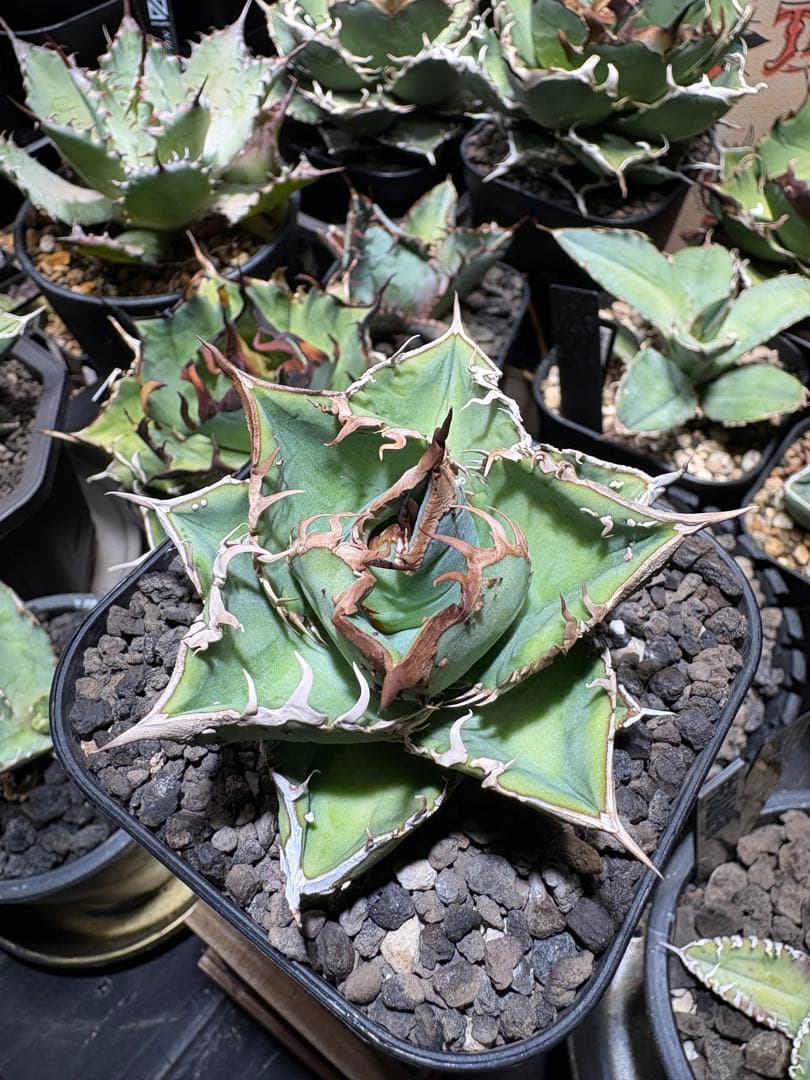 アガベチタノタ　星空　cho産　中株