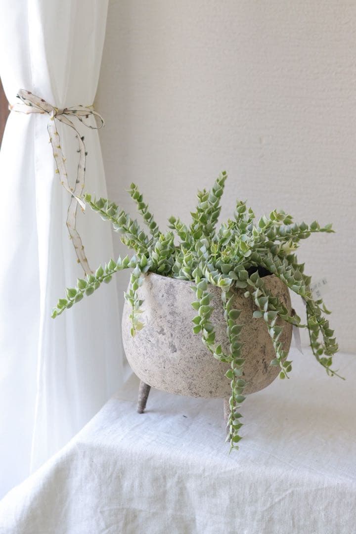 ぽってり器つき♡ディスキディア【ミリオンハート】