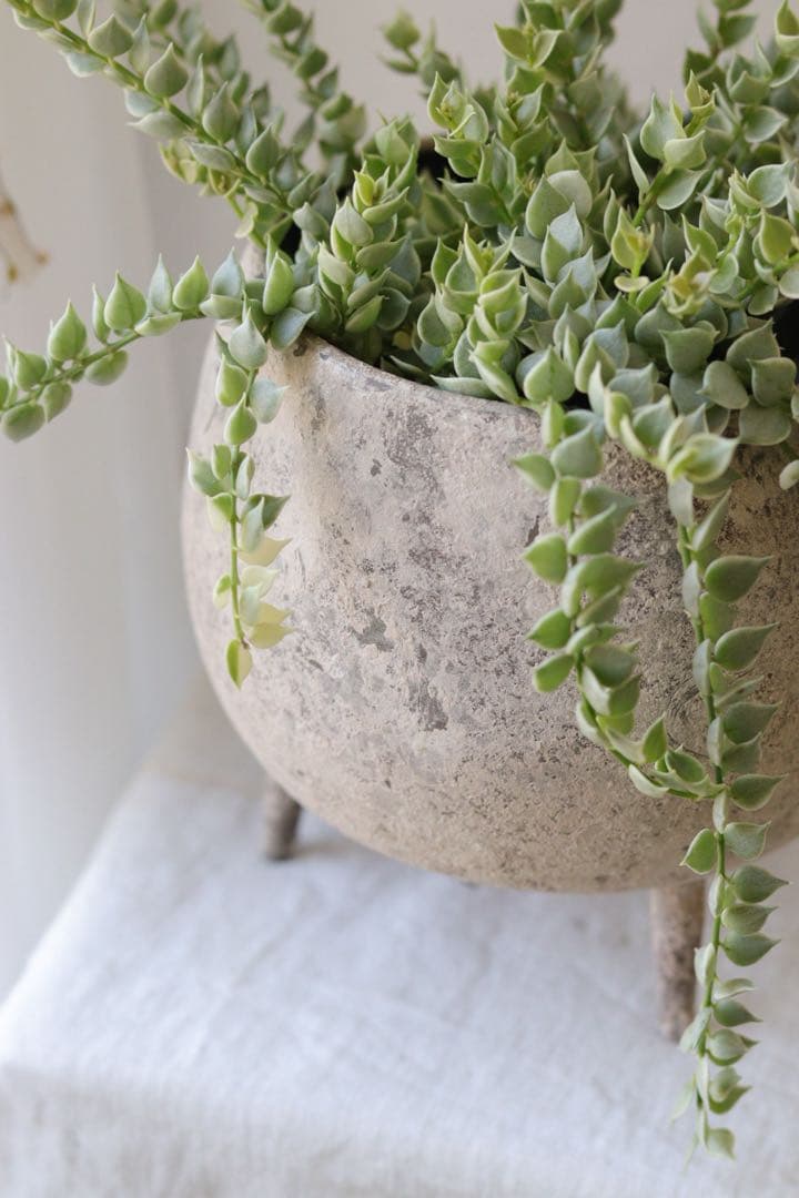 ぽってり器つき♡ディスキディア【ミリオンハート】