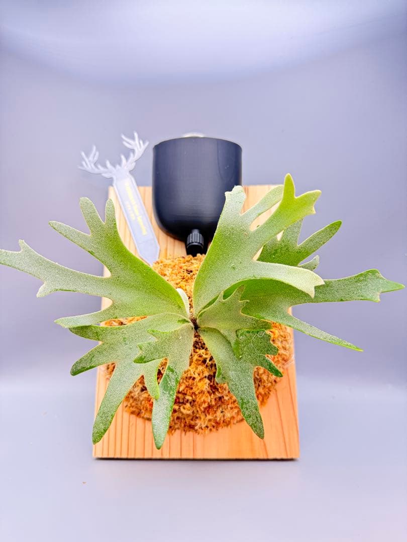 「あゆむ」ビカクシダ　P. Nano sporeling