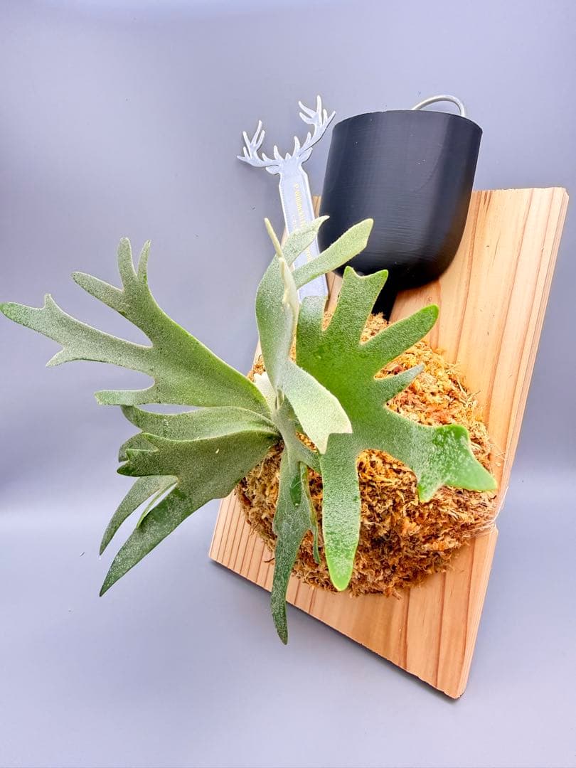 「あゆむ」ビカクシダ　P. Nano sporeling