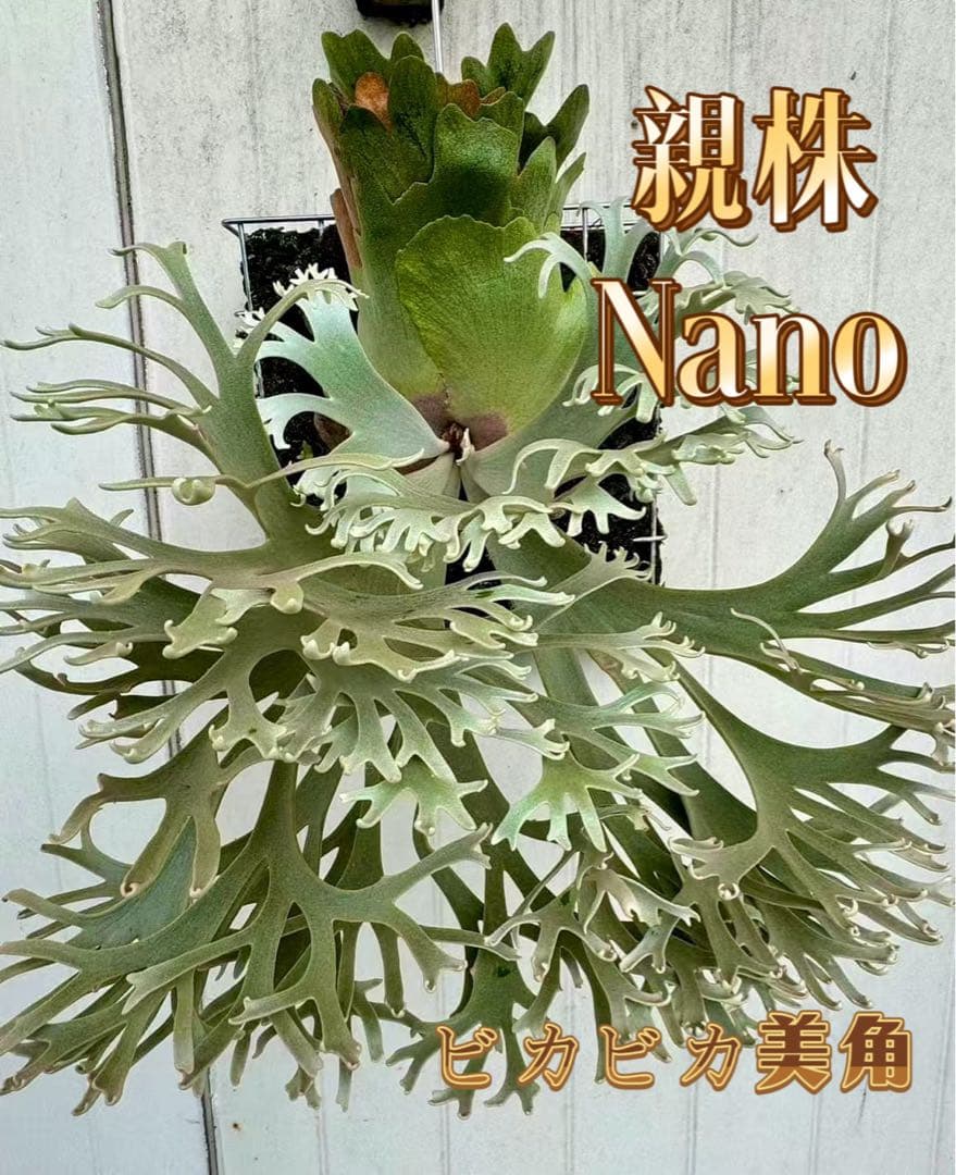 「あゆむ」ビカクシダ　P. Nano sporeling