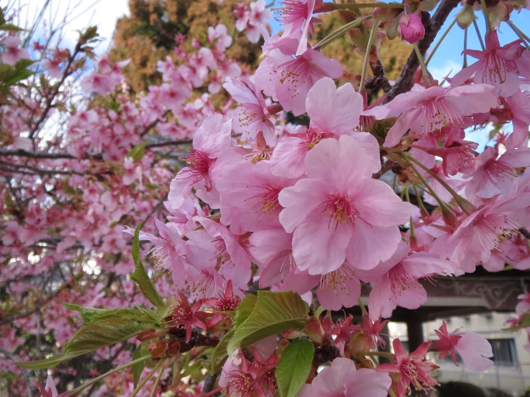 実写美⭕️良品【動作確認済】Canon IXY3　PC1736 デジカメ