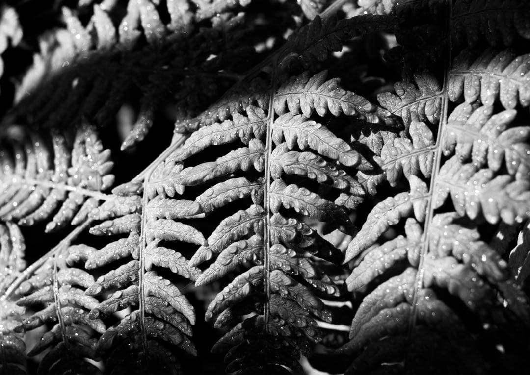 デジタルカメラ RICOH GR LENS A12 50mm F2.5 MACRO