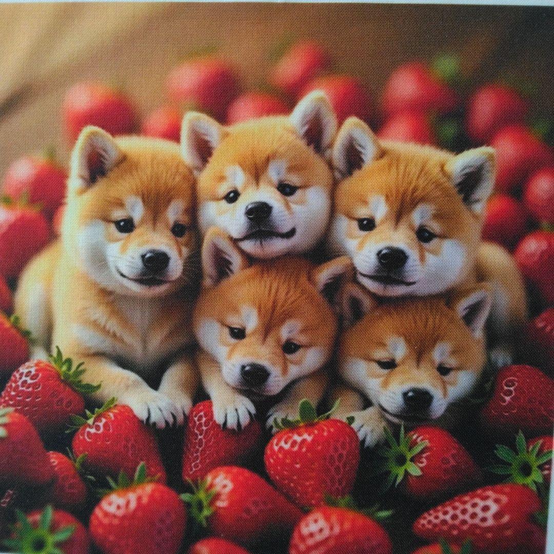 ☆受付☆ポメと柴犬