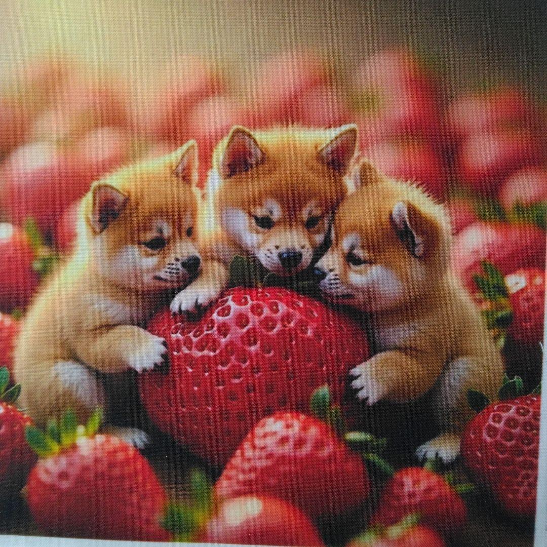 ☆受付☆ポメと柴犬