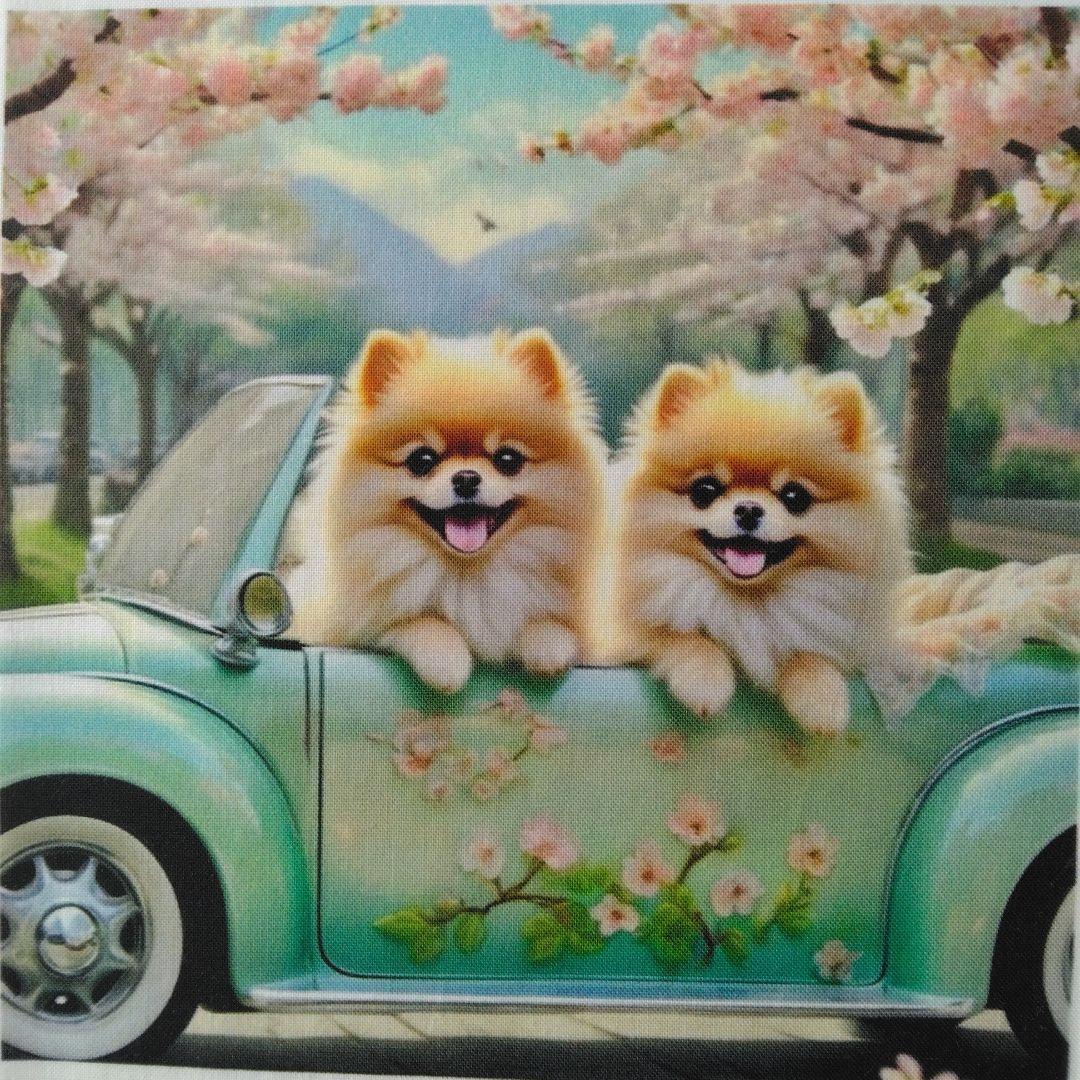 ☆受付☆ポメと柴犬