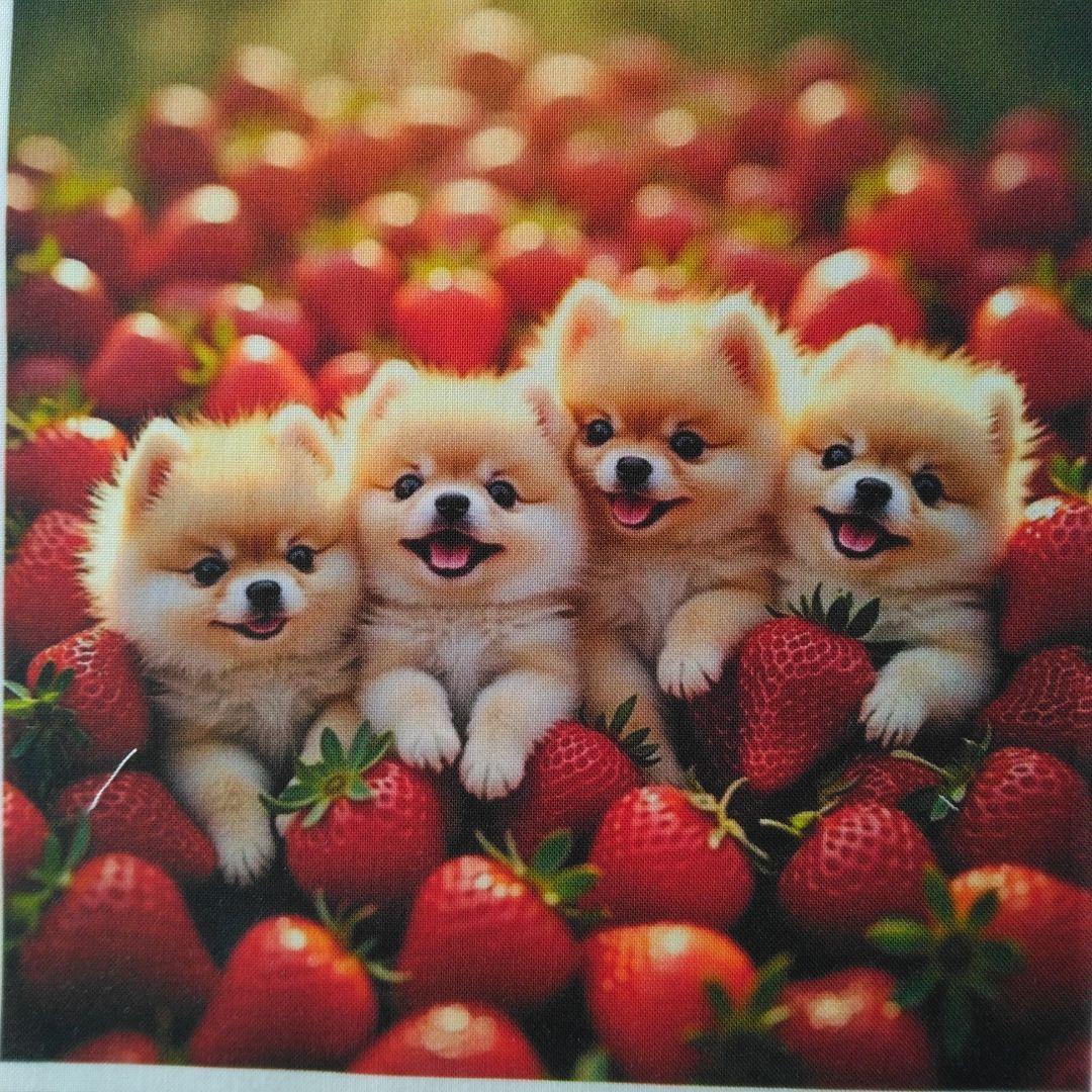 ☆受付☆ポメと柴犬