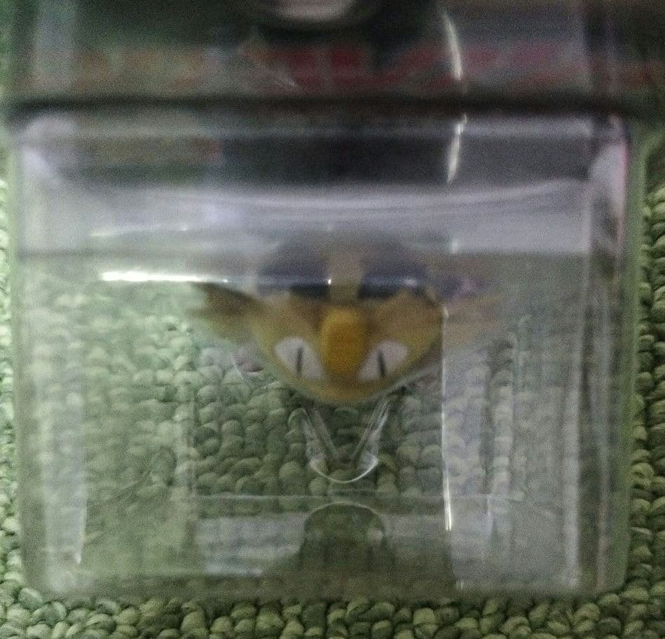 初代 モンコレ ニャース フィギュア No.052 ポケモン TOMY 初期