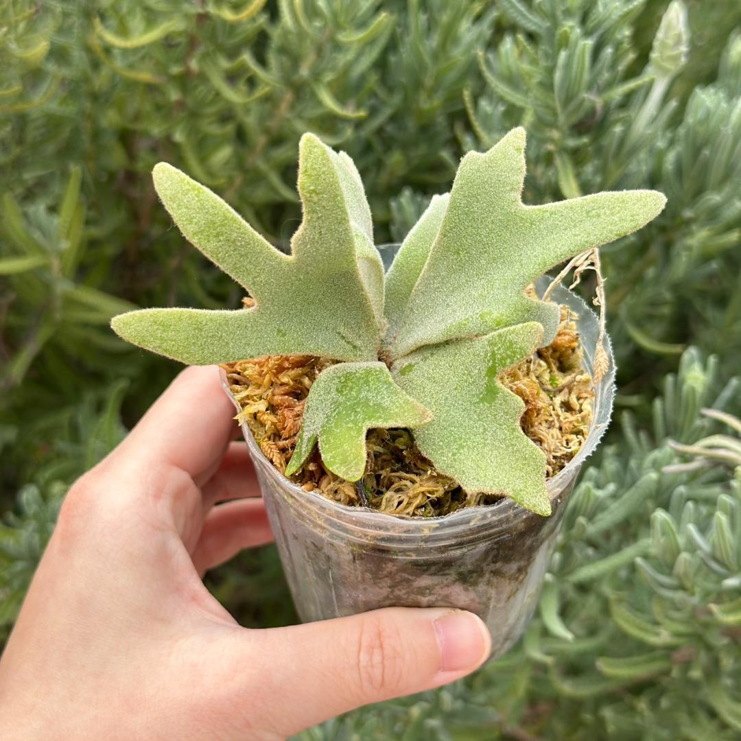 P. willinckii ’Bacteria’ spore 028