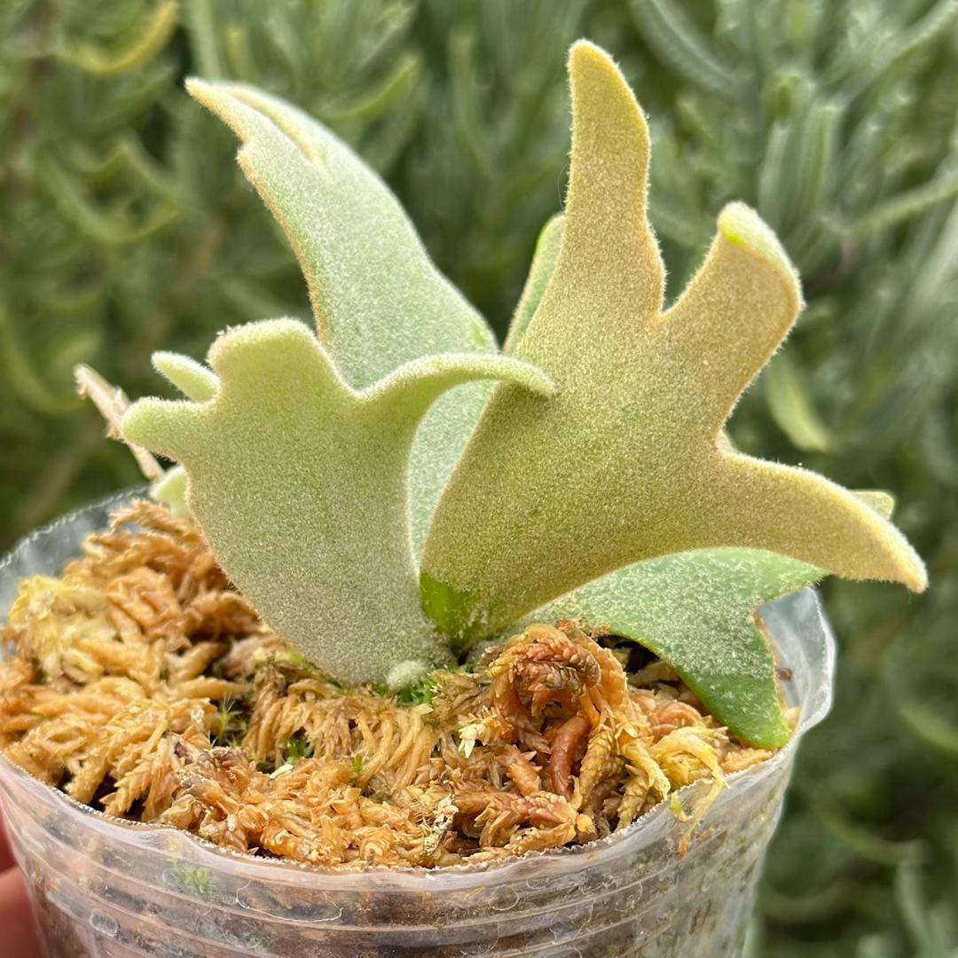 P. willinckii ’Bacteria’ spore 028